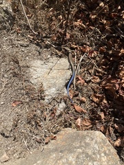 Plestiodon skiltonianus