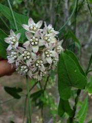 Funastrum cynanchoides
