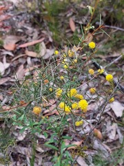Acacia brownii