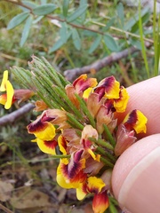 Dillwynia elegans