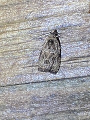 Olethreutes furfuranum