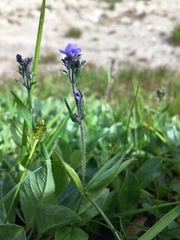 Veronica wormskjoldii