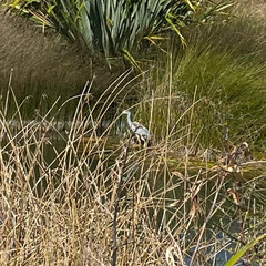Egretta novaehollandiae novaehollandiae