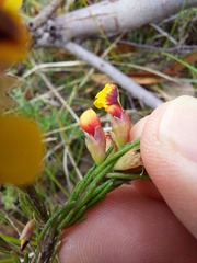Dillwynia elegans