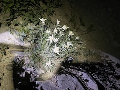 Leontopodium leontopodioides