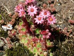 Sempervivum arachnoideum