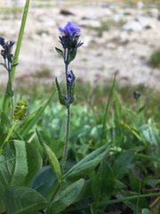 Veronica wormskjoldii