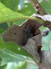 Erebidae