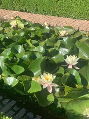 Nymphaea alba