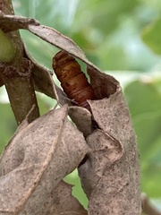 Erebidae