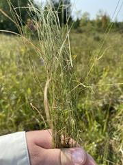 Muhlenbergia richardsonis