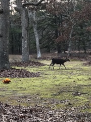 Cervus nippon