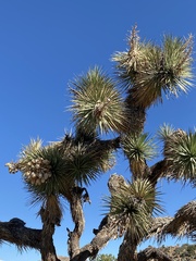 Yucca brevifolia