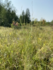Muhlenbergia richardsonis