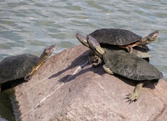 Phrynops geoffroanus