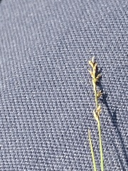 Muhlenbergia richardsonis