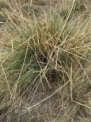 Psathyrostachys juncea