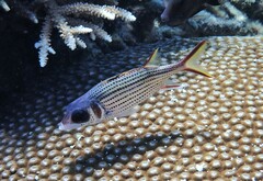 Neoniphon sammara