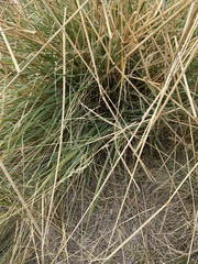 Psathyrostachys juncea