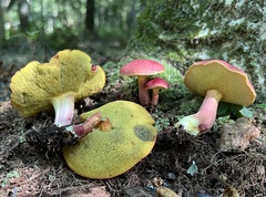 Boletus purpureorubellus