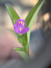 Tradescantieae