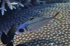 Neoniphon sammara