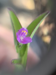 Tradescantieae