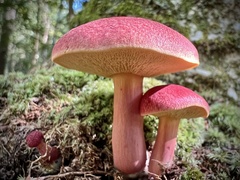 Boletus purpureorubellus