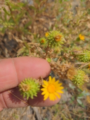 Grindelia