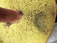 Boletus purpureorubellus