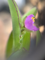 Tradescantieae