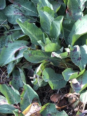 Anemopsis californica