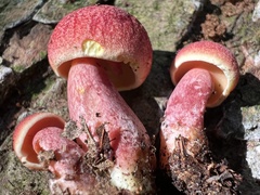 Boletus purpureorubellus