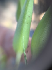 Tradescantieae