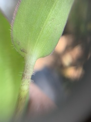 Tradescantieae