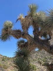 Yucca brevifolia