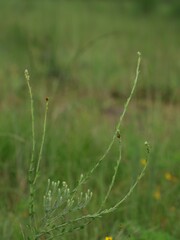 Liatrinae