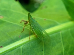 Rhynchomitra microrhina