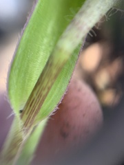 Tradescantieae