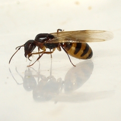 Camponotus subbarbatus