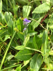Veronica wormskjoldii