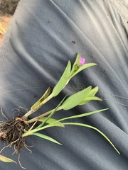 Tradescantieae