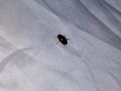 Tropisternus lateralis