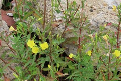 Oenothera biennis