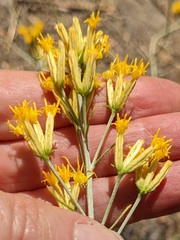 Ericameria nauseosa mohavensis