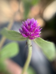 Gomphrena