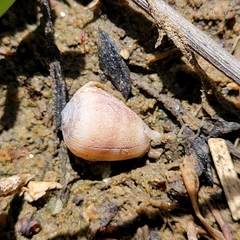 Melampus olivaceus