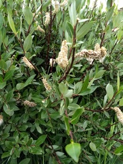 Salix planifolia