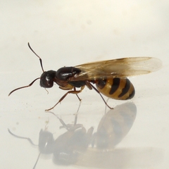 Camponotus subbarbatus
