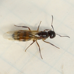 Camponotus subbarbatus